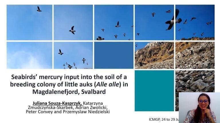 Seabirds Mercury Input Into the Soil of a Breeding Colony of Little Auks (Alle alle) in Magdalenefjord, Svalbard